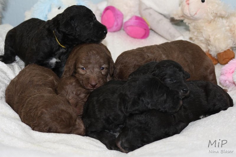 2011-05-15 Puppies Candy & Svet (49).jpg